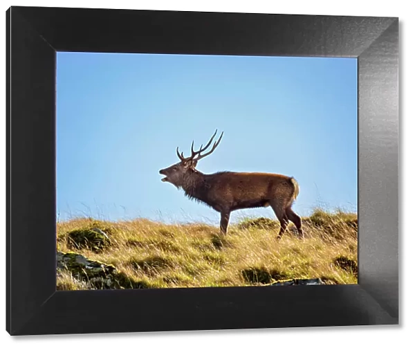 Deer at Glenealo Valley, Glendalough, County Wicklow, Ireland