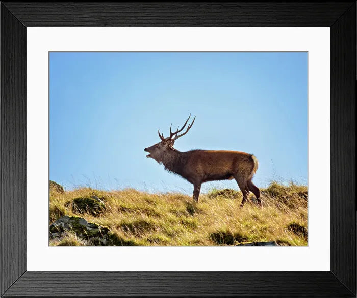 Framed Print : Deer at Glenealo Valley, Glendalough, County Wicklow, Ireland Framed Print : Deer at Glenealo Valley, Glendalough, County Wicklow, Ireland