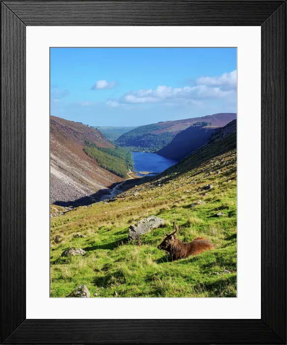 Framed Print : Deer with the Upper Lake in the background, Glendalough, County Wicklow, Ireland Framed Print : Deer with the Upper Lake in the background, Glendalough, County Wicklow, Ireland
