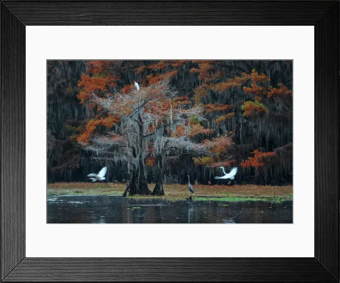 Framed Print : USA, Texas, Uncertain, Caddo Lake, Egret Framed Print : USA, Texas, Uncertain, Caddo Lake, Egret