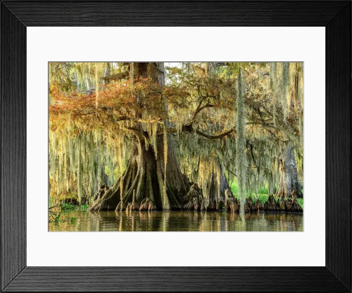 Framed Print : USA, Louisiana, Atchafalaya Basin, Lake Fausse Pointe State Park Framed Print : USA, Louisiana, Atchafalaya Basin, Lake Fausse Pointe State Park