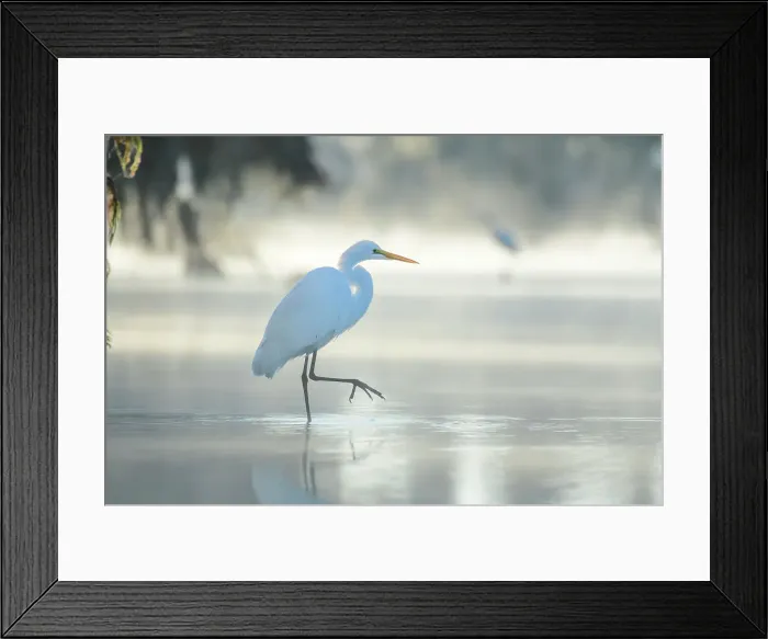 Framed Print : USA, Louisiana, Atchafalaya Basin, Lake Martin, Great Egret Framed Print : USA, Louisiana, Atchafalaya Basin, Lake Martin, Great Egret
