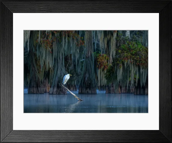 Framed Print : USA, Louisiana, Atchafalaya Basin, Lake Martin, Egret Framed Print : USA, Louisiana, Atchafalaya Basin, Lake Martin, Egret