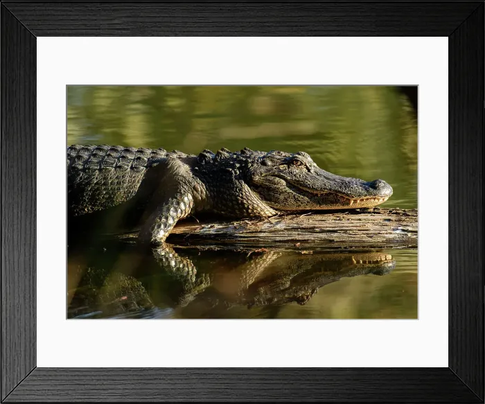 Framed Print : USA, Deep South, Louisiana, Lafayette, Lake Martin, Alligator mississippiensis Framed Print : USA, Deep South, Louisiana, Lafayette, Lake Martin, Alligator mississippiensis