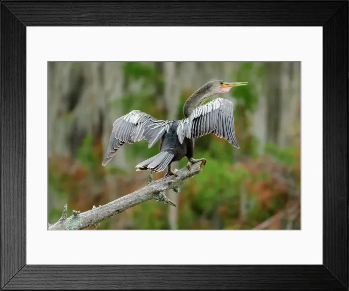 Framed Print : USA, Deep South, Louisiana, Atchafalaya Basin, Lafayette, Lake Martin, Anhinga anhinga Framed Print : USA, Deep South, Louisiana, Atchafalaya Basin, Lafayette, Lake Martin, Anhinga anhinga