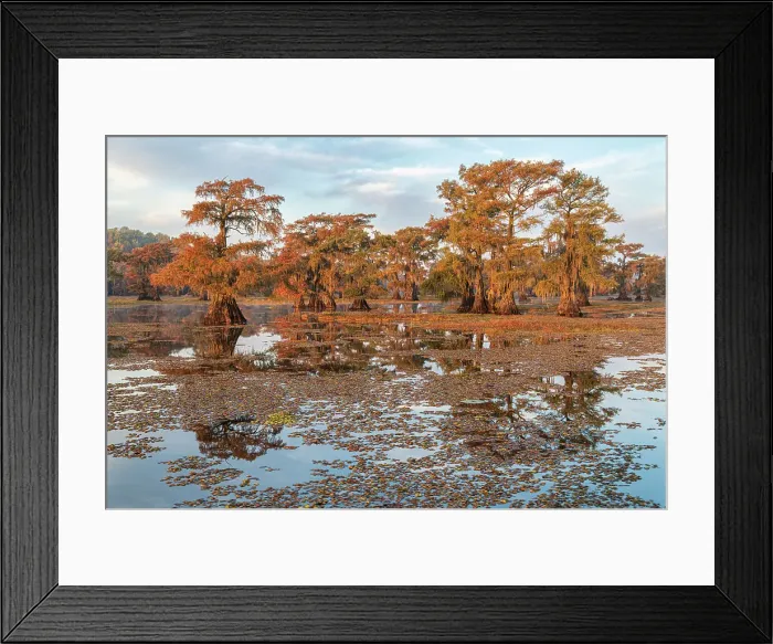 Framed Print : USA, Texas, Uncertain, Caddo Lake Framed Print : USA, Texas, Uncertain, Caddo Lake