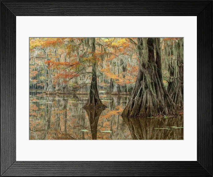 Framed Print : USA, Texas, Karnack, Caddo Lake State Park, Mill Pond Framed Print : USA, Texas, Karnack, Caddo Lake State Park, Mill Pond