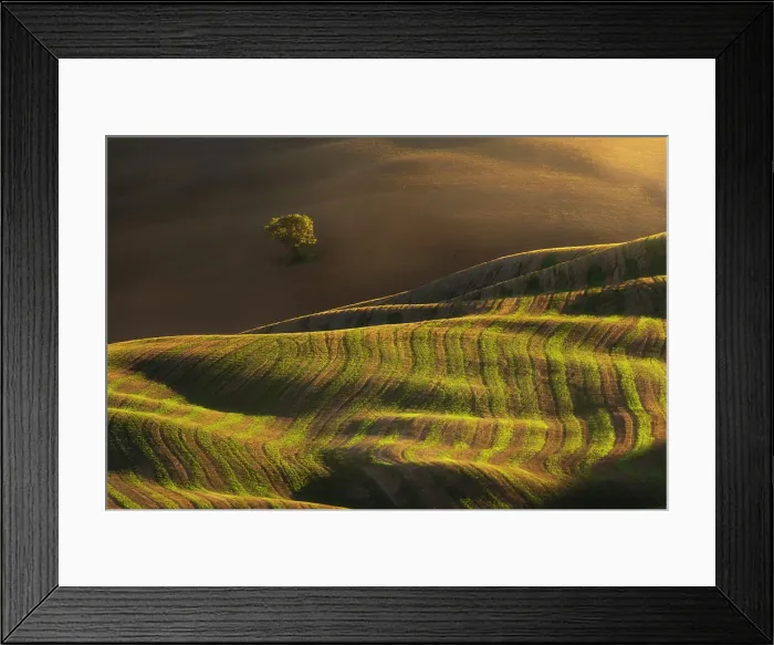 Framed Print : A lonely tree, together with some rolling hills. Val d'Orcia, Tuscany Framed Print : A lonely tree, together with some rolling hills. Val d'Orcia, Tuscany