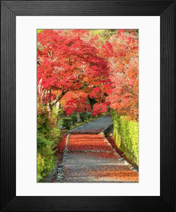 Framed Print : Footpath & Maple Trees in Autumn, Kyoto, Japan Framed Print : Footpath & Maple Trees in Autumn, Kyoto, Japan