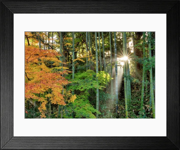 Framed Print : Sun Shining Through Maples & Bamboo Forest, Nara, Kansai, Japan Framed Print : Sun Shining Through Maples & Bamboo Forest, Nara, Kansai, Japan