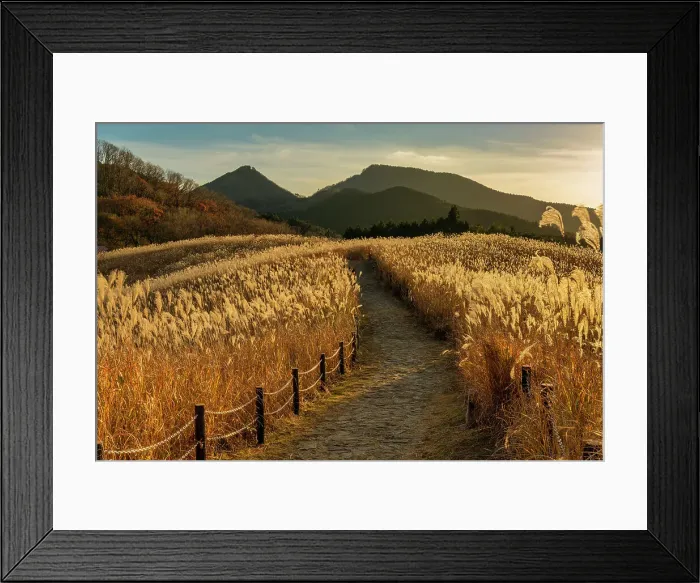 Framed Print : Footpath Through Pampas Grasses, Soni Highlands, East Nara Prefecture, Japan Framed Print : Footpath Through Pampas Grasses, Soni Highlands, East Nara Prefecture, Japan