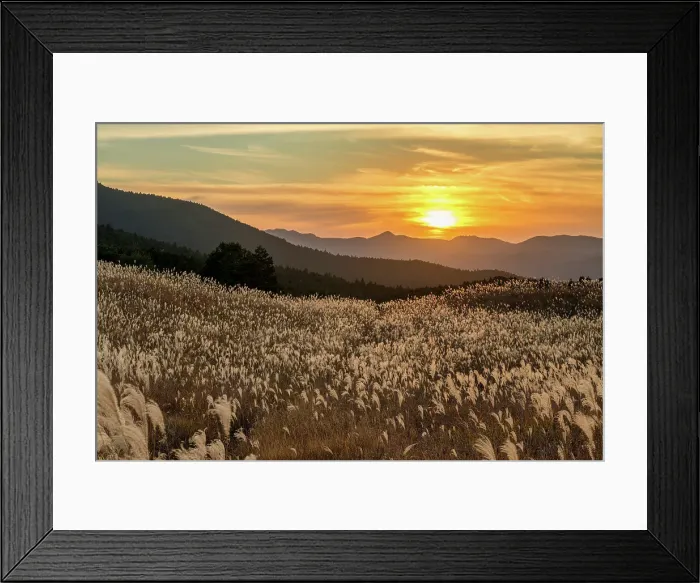 Framed Print : Pampas Grasses at Sunset, Soni Highlands, East Nara Prefecture, Japan Framed Print : Pampas Grasses at Sunset, Soni Highlands, East Nara Prefecture, Japan