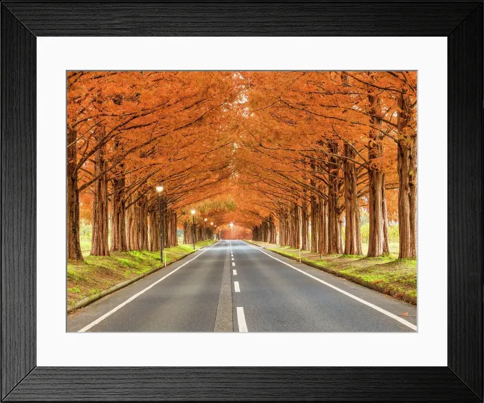 Framed Print : Metasequoia Tree Avenue in Autumn, Takashima City, Shiga Prefecture, Japan Framed Print : Metasequoia Tree Avenue in Autumn, Takashima City, Shiga Prefecture, Japan