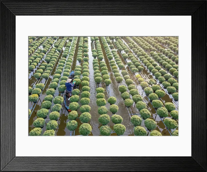 Framed Print : Vietnam, Dong Thap, Sa Dec village, Flower capital of the Mekong Delta, a boat moves through a farm growing chrysanthemum plants Framed Print : Vietnam, Dong Thap, Sa Dec village, Flower capital of the Mekong Delta, a boat moves through a farm growing chrysanthemum plants