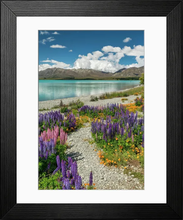 Framed Print : Path Through Lupins Along Lake Tekapo, South Island, New Zealand Framed Print : Path Through Lupins Along Lake Tekapo, South Island, New Zealand