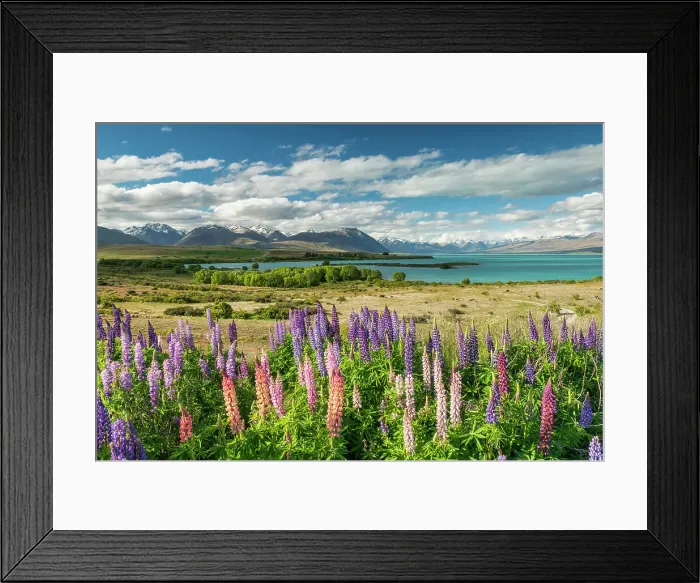 Framed Print : Lupins at Lake Tekapo, South Island, New Zealand Framed Print : Lupins at Lake Tekapo, South Island, New Zealand