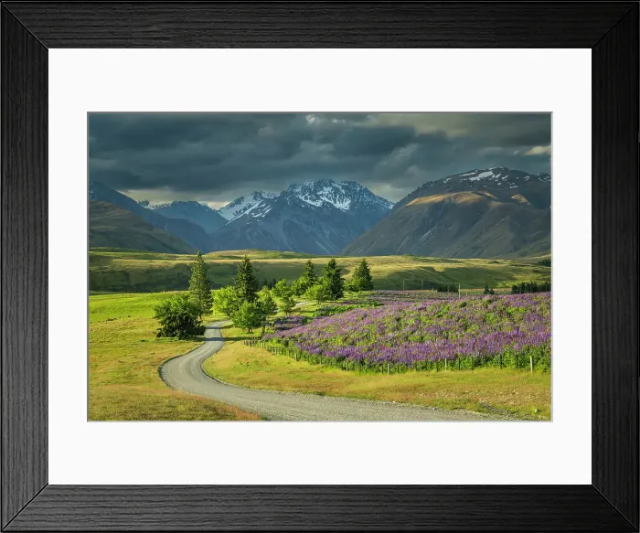 Framed Print : Lupins Alongside Godley Peaks Road, Tekapo, Canterbury, South Island, New Zealand Framed Print : Lupins Alongside Godley Peaks Road, Tekapo, Canterbury, South Island, New Zealand