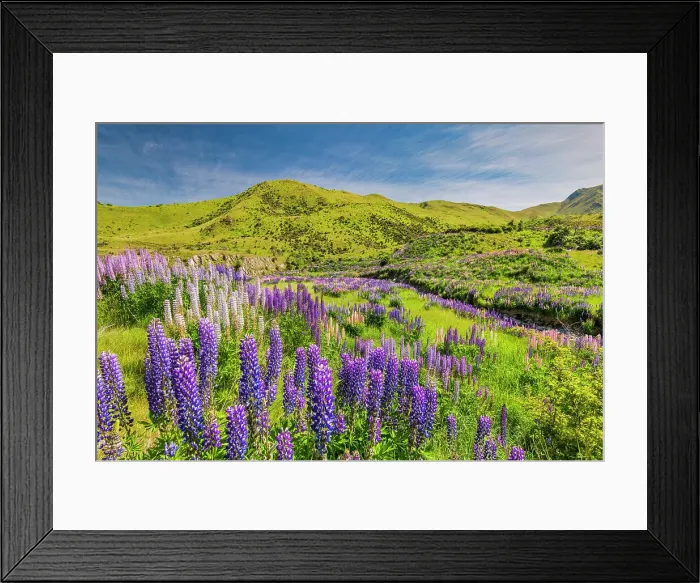 Framed Print : Lupins in Lindis Pass, Otago, South Island, New Zealand