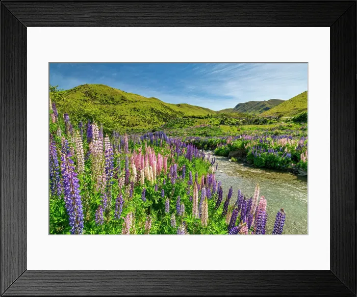 Framed Print : Lupins in Lindis Pass, Otago, South Island, New Zealand Framed Print : Lupins in Lindis Pass, Otago, South Island, New Zealand
