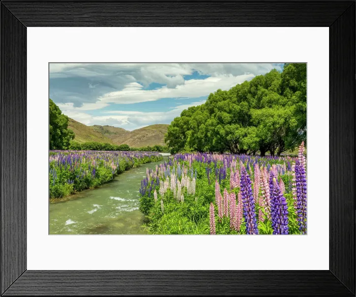 Framed Print : Lupins in Lindis Valley, Otago, South Island, New Zealand Framed Print : Lupins in Lindis Valley, Otago, South Island, New Zealand