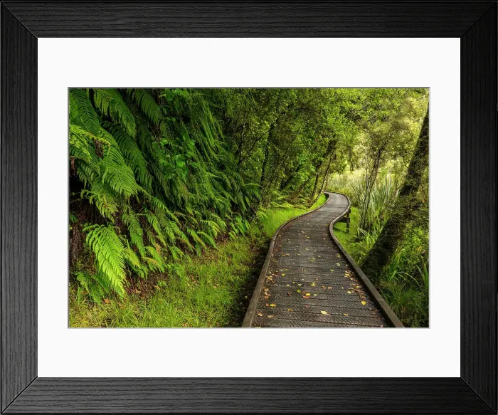 Framed Print : Footpath Through Temperate Rain Forest, Lake Matheson, South Island, New Zealand Framed Print : Footpath Through Temperate Rain Forest, Lake Matheson, South Island, New Zealand
