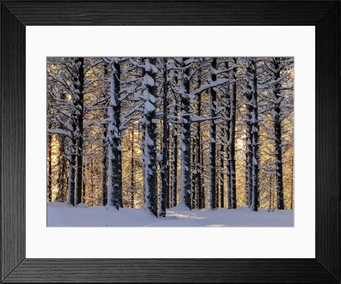 Framed Print : Sunset in the boreal forest (Taiga) covered with snow, Lapland, Kuusamo, Finland Framed Print : Sunset in the boreal forest (Taiga) covered with snow, Lapland, Kuusamo, Finland
