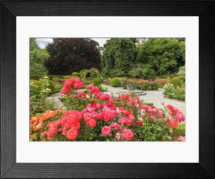 Framed Print : Roses in Christchurch Botanical Gardens, Christchurch, South Island, New Zealand Framed Print : Roses in Christchurch Botanical Gardens, Christchurch, South Island, New Zealand