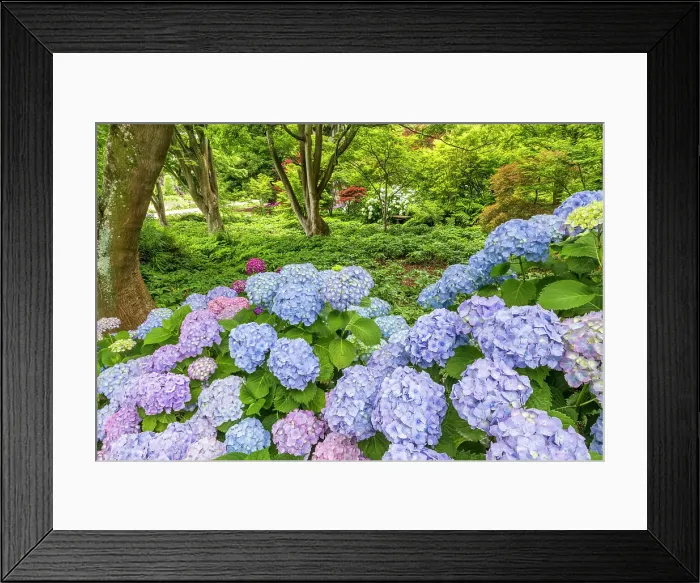 Framed Print : Hydrangeas in Christchurch Botanical Gardens, Christchurch, South Island, New Zealand Framed Print : Hydrangeas in Christchurch Botanical Gardens, Christchurch, South Island, New Zealand