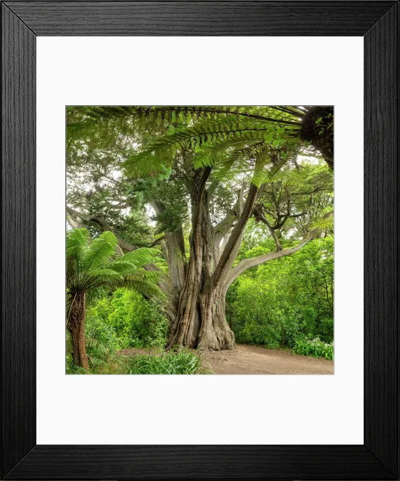 Framed Print : Monterey Cypresses (Cupressus macrocarpa), Christchurch Botanical Gardens, Christchurch, South Island, New Zealand Framed Print : Monterey Cypresses (Cupressus macrocarpa), Christchurch Botanical Gardens, Christchurch, South Island, New Zealand