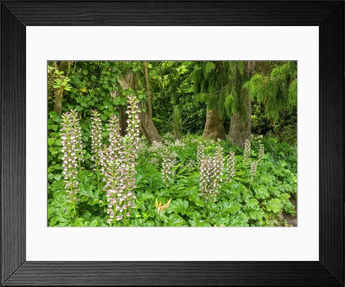 Framed Print : Acanthus mollis L. Christchurch Botanical Gardens, Christchurch, South Island, New Zealand Framed Print : Acanthus mollis L. Christchurch Botanical Gardens, Christchurch, South Island, New Zealand