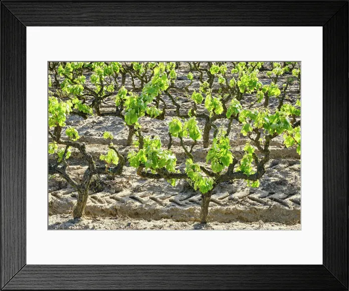 Framed Print : Vineyards at Lau, Palmela. Portugal Framed Print : Vineyards at Lau, Palmela. Portugal