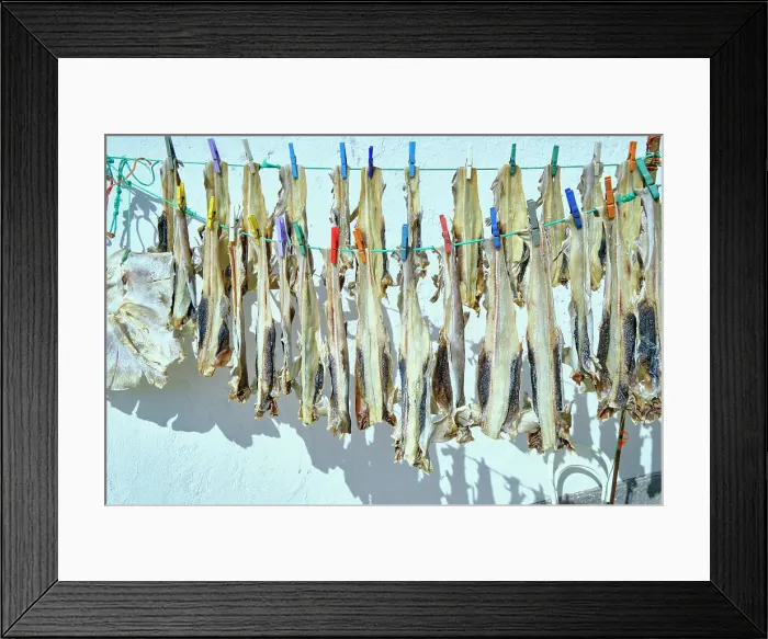 Framed Print : Little shark (pata-roxa, Scyliorhinus canicula) drying in the sun. Peniche, Portugal Framed Print : Little shark (pata-roxa, Scyliorhinus canicula) drying in the sun. Peniche, Portugal