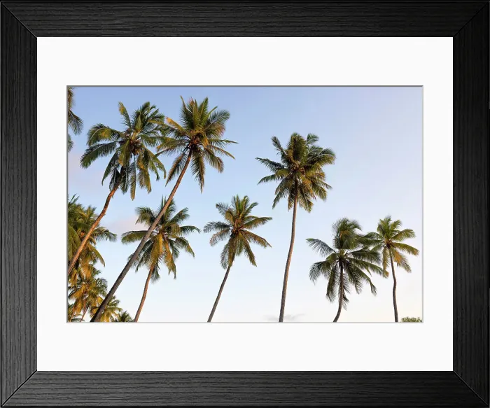 Framed Print : Forest of palm trees during a sunrise, Zanzibar, Tanzania Framed Print : Forest of palm trees during a sunrise, Zanzibar, Tanzania