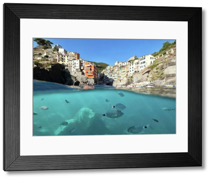 Framed Print : fish swim in the sea of Riomaggiore, Riomaggiore, National Park of Cinque Terre, La Spezia province, Liguria, Italy Framed Print : fish swim in the sea of Riomaggiore, Riomaggiore, National Park of Cinque Terre, La Spezia province, Liguria, Italy