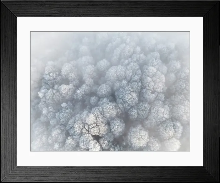 Framed Print : Frosted trees in the fog, from above, Guildford, Surrey, England Framed Print : Frosted trees in the fog, from above, Guildford, Surrey, England