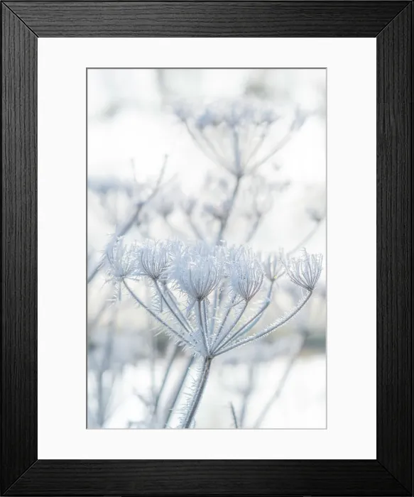 Framed Print : Frost cover plant, Guildford, Surrey, England Framed Print : Frost cover plant, Guildford, Surrey, England