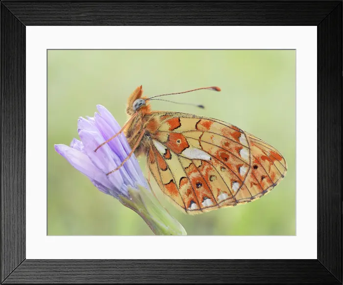 Framed Print : Callophrys rubi, Butterfly green ruby, Casareggio, Liguria, Italy Framed Print : Callophrys rubi, Butterfly green ruby, Casareggio, Liguria, Italy