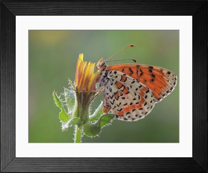 Framed Print : Melitaea didyma, butterfly, Liguria. Italy Framed Print : Melitaea didyma, butterfly, Liguria. Italy