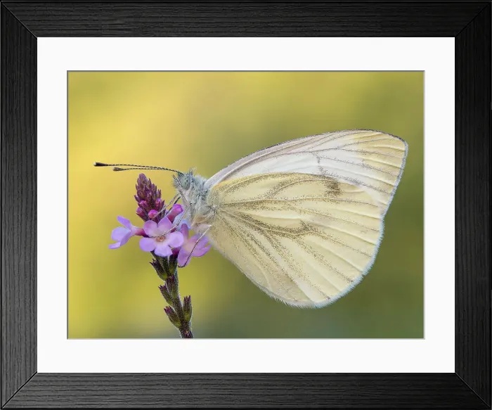 Framed Print : Callophrys rubi, Butterfly green ruby, Casareggio, Liguria, Italy Framed Print : Callophrys rubi, Butterfly green ruby, Casareggio, Liguria, Italy