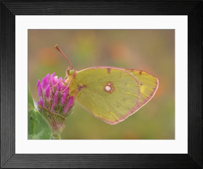 Framed Print : Colias croceus, Liguria, Italy, Genoa Framed Print : Colias croceus, Liguria, Italy, Genoa