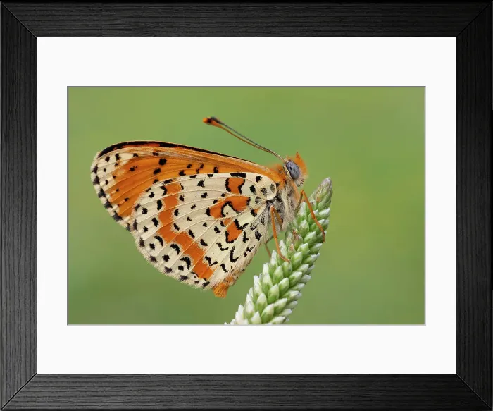 Framed Print : Callophrys rubi, Butterfly green ruby, Casareggio, Liguria, Italy Framed Print : Callophrys rubi, Butterfly green ruby, Casareggio, Liguria, Italy
