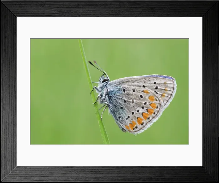 Framed Print : Callophrys rubi, Butterfly green ruby, Casareggio, Liguria, Italy Framed Print : Callophrys rubi, Butterfly green ruby, Casareggio, Liguria, Italy
