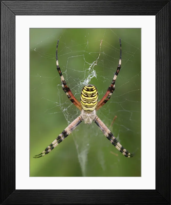 Framed Print : Callophrys rubi, Butterfly green ruby, Casareggio, Liguria, Italy Framed Print : Callophrys rubi, Butterfly green ruby, Casareggio, Liguria, Italy