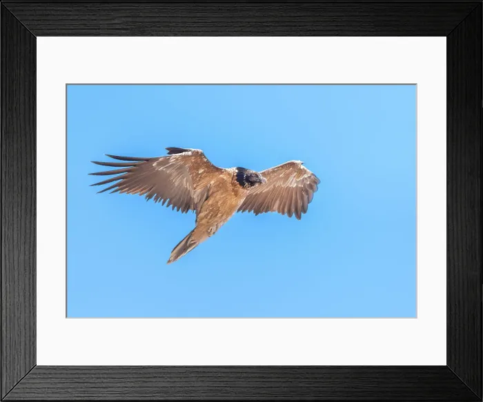 Framed Print : Young bearded vulture, Valle dell Orco, Gran Paradiso National Park, Piedmont, province of Turin, Graian alps, Italy Framed Print : Young bearded vulture, Valle dell Orco, Gran Paradiso National Park, Piedmont, province of Turin, Graian alps, Italy