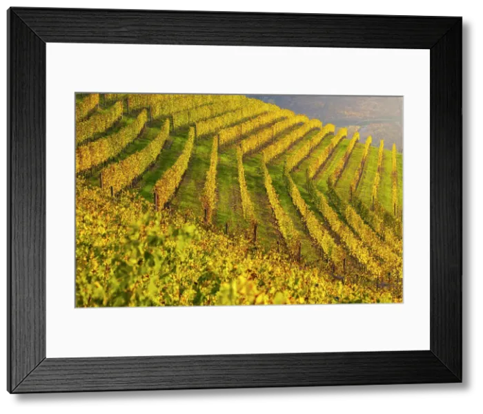 Framed Print : Vineyards around Serralunga DAoAlba at sunset during autumn, Cuneo, Langhe and Roero, Piedmont, Italy Framed Print : Vineyards around Serralunga DAoAlba at sunset during autumn, Cuneo, Langhe and Roero, Piedmont, Italy