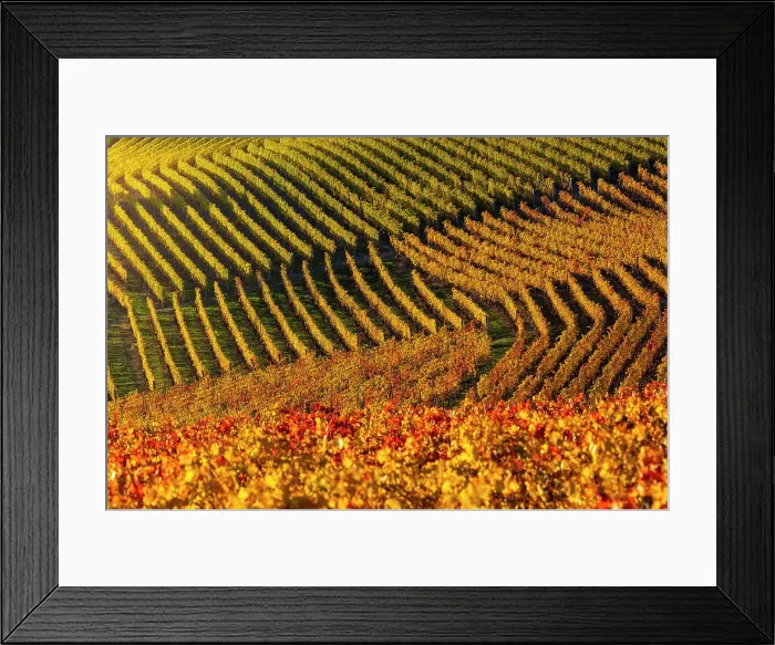 Framed Print : Vineyards around Serralunga D‚AoAlba at sunset during autumn, Cuneo, Langhe and Roero, Piedmont, Italy