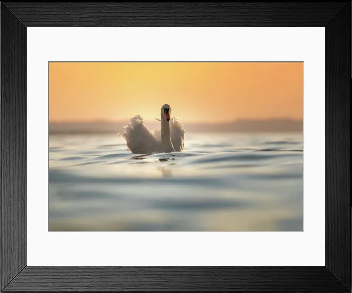 Framed Print : A swan is floating on the surface of water into lake Garda during sunset. Lazise, Garda lake, Veneto, Italy Framed Print : A swan is floating on the surface of water into lake Garda during sunset. Lazise, Garda lake, Veneto, Italy