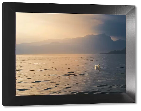 lake Garda view with a swan floating on the surface of water. during sunset. Lazise, Garda lake, Veneto, Italy