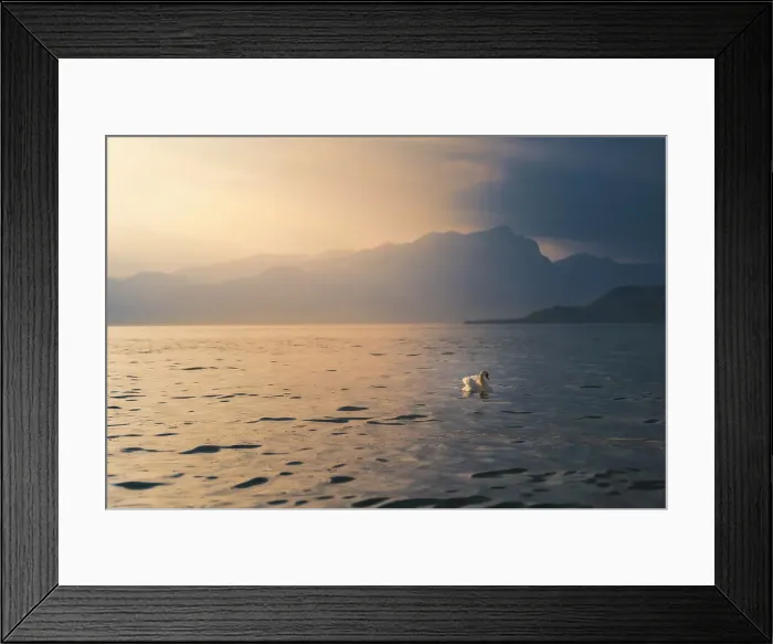 Framed Print : lake Garda view with a swan floating on the surface of water. during sunset. Lazise, Garda lake, Veneto, Italy Framed Print : lake Garda view with a swan floating on the surface of water. during sunset. Lazise, Garda lake, Veneto, Italy