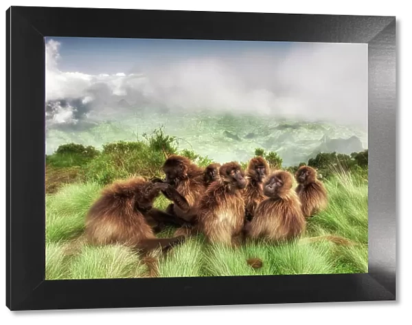 Gelada baboon family in Simien Mountains National Park, Northern Ethiopia
